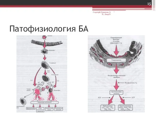 * Copyright Дуданова О.П., ПетрГУ Патофизиология БА