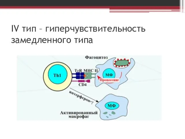 IV тип – гиперчувствительность замедленного типа