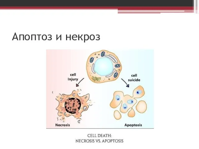 Апоптоз и некроз