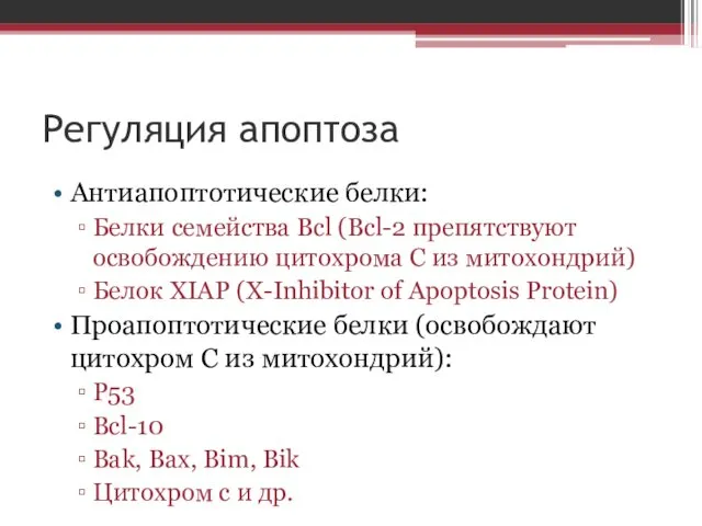 Регуляция апоптоза Антиапоптотические белки: Белки семейства Bcl (Вcl-2 препятствуют освобождению цитохрома