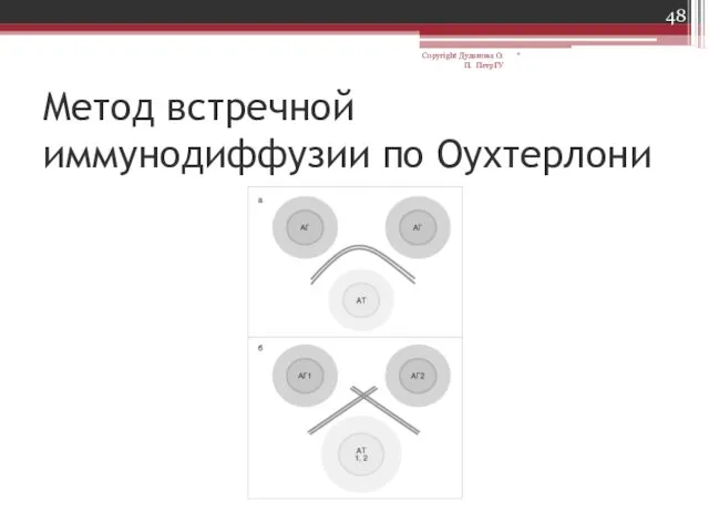 Метод встречной иммунодиффузии по Оухтерлони * Copyright Дуданова О.П. ПетрГУ