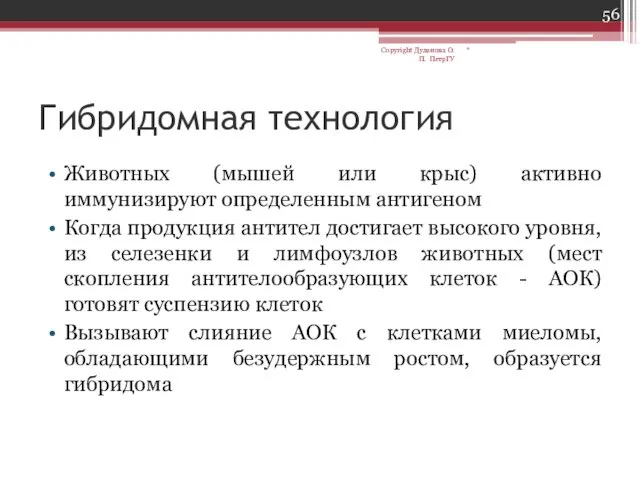 Гибридомная технология Животных (мышей или крыс) активно иммунизируют определенным антигеном Когда