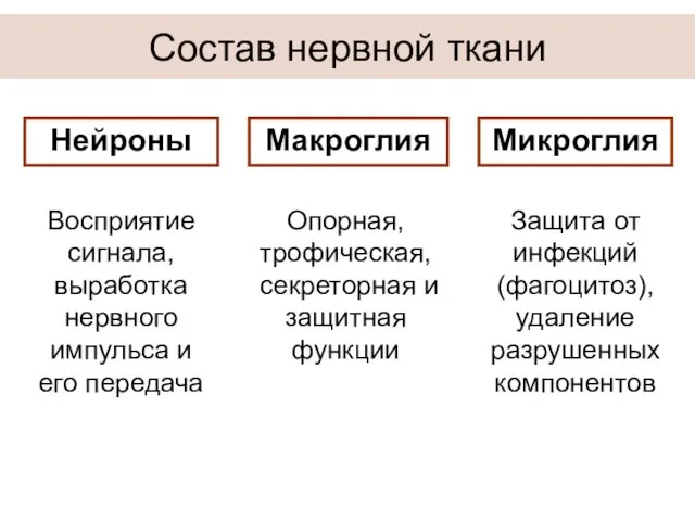 Состав нервной ткани Макроглия Микроглия Нейроны Восприятие сигнала, выработка нервного импульса