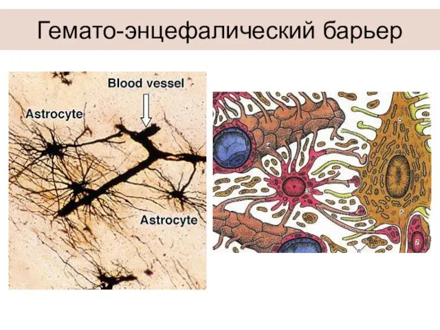 Гемато-энцефалический барьер