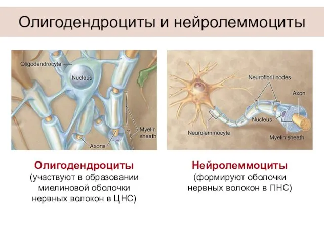 Олигодендроциты и нейролеммоциты Олигодендроциты (участвуют в образовании миелиновой оболочки нервных волокон