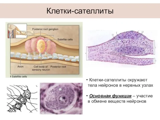 Клетки-сателлиты Клетки-сателлиты окружают тела нейронов в нервных узлах Основная функция – участие в обмене веществ нейронов