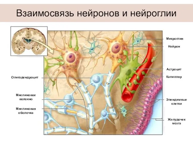 Взаимосвязь нейронов и нейроглии Олигодендроцит Миелиновое волокно Миелиновая оболочка Желудочек мозга