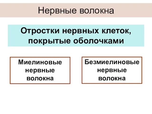 Нервные волокна Отростки нервных клеток, покрытые оболочками Миелиновые нервные волокна Безмиелиновые нервные волокна