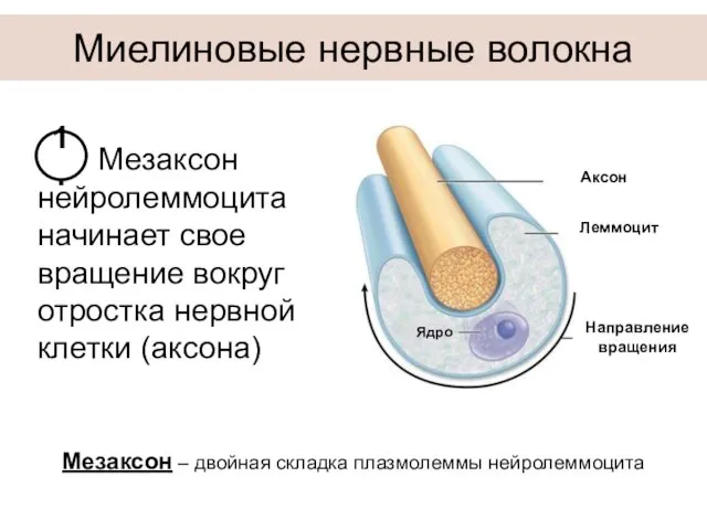 Миелиновые нервные волокна Ядро Мезаксон нейролеммоцита начинает свое вращение вокруг отростка