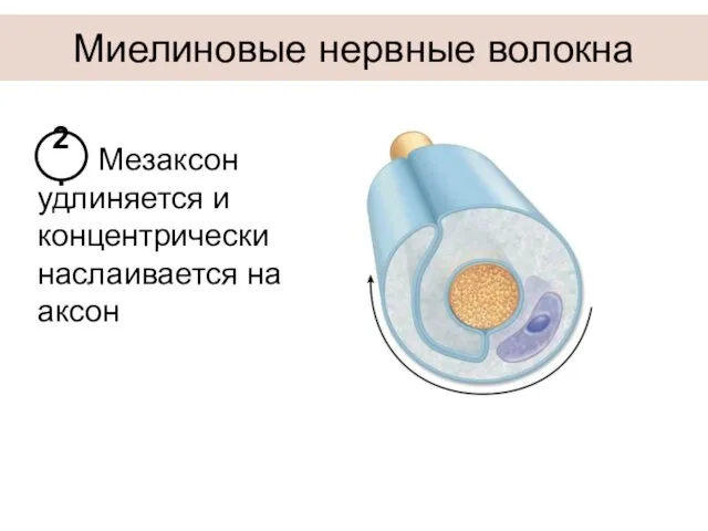 Миелиновые нервные волокна Мезаксон удлиняется и концентрически наслаивается на аксон 2.