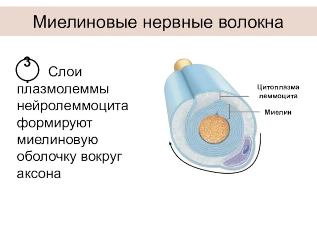 Миелиновые нервные волокна Слои плазмолеммы нейролеммоцита формируют миелиновую оболочку вокруг аксона 3. Цитоплазма леммоцита Миелин