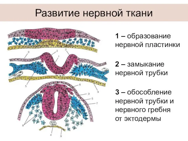 Развитие нервной ткани 1 – образование нервной пластинки 2 – замыкание