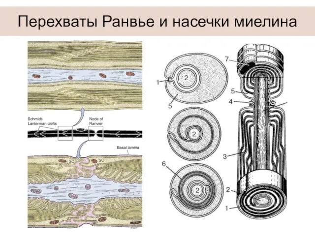 Перехваты Ранвье и насечки миелина