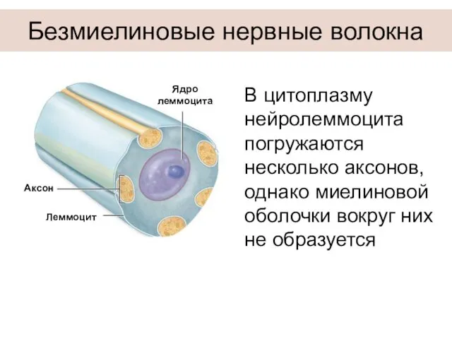 Безмиелиновые нервные волокна В цитоплазму нейролеммоцита погружаются несколько аксонов, однако миелиновой