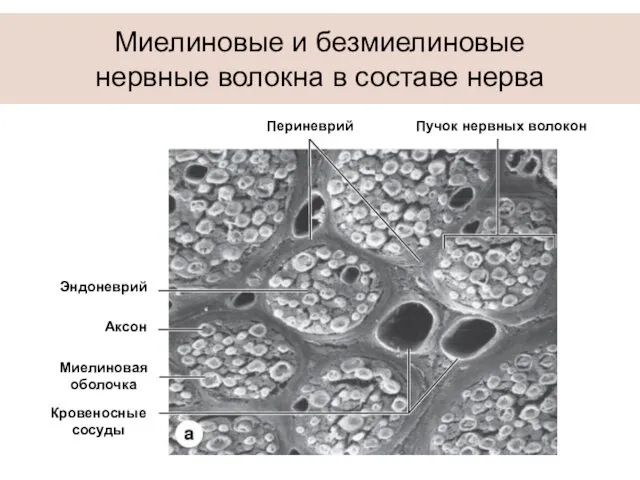 Миелиновые и безмиелиновые нервные волокна в составе нерва Кровеносные сосуды Миелиновая