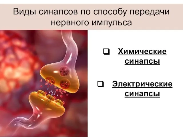 Химические синапсы Электрические синапсы Виды синапсов по способу передачи нервного импульса