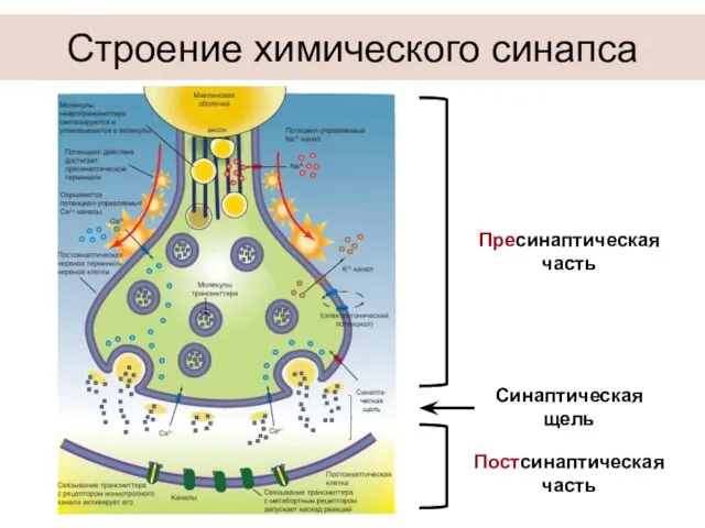 Строение химического синапса Пресинаптическая часть Синаптическая щель Постсинаптическая часть