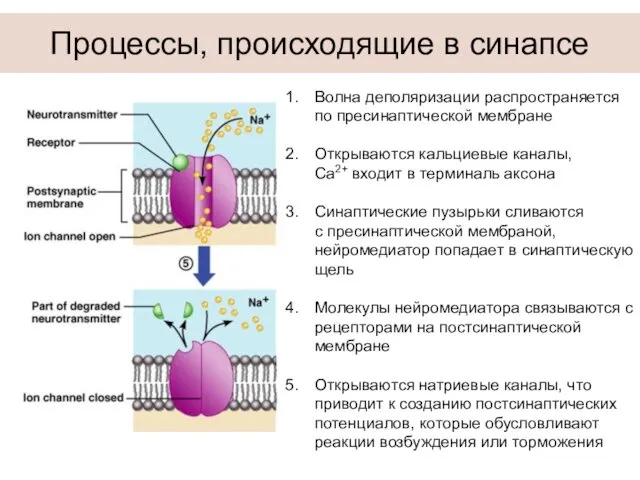 Процессы, происходящие в синапсе Волна деполяризации распространяется по пресинаптической мембране Открываются