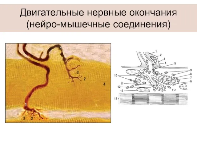 Двигательные нервные окончания (нейро-мышечные соединения)