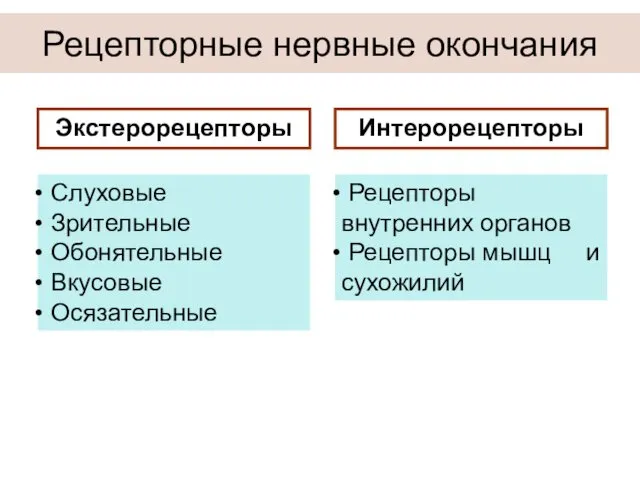 Рецепторные нервные окончания Экстерорецепторы Интерорецепторы Слуховые Зрительные Обонятельные Вкусовые Осязательные Рецепторы