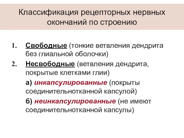 Свободные (тонкие ветвления дендрита без глиальной оболочки) Несвободные (ветвления дендрита, покрытые