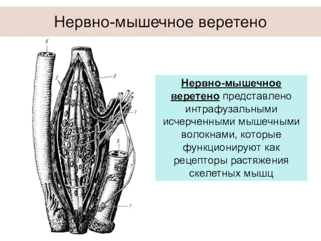 Нервно-мышечное веретено Нервно-мышечное веретено представлено интрафузальными исчерченными мышечными волокнами, которые функционируют как рецепторы растяжения скелетных мышц