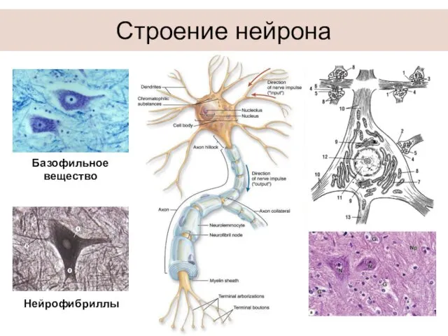 Строение нейрона Базофильное вещество Нейрофибриллы