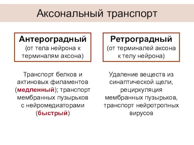 Аксональный транспорт Антероградный (от тела нейрона к терминалям аксона) Ретроградный (от