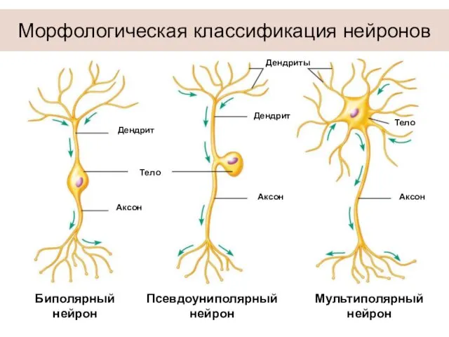 Морфологическая классификация нейронов Биполярный нейрон Псевдоуниполярный нейрон Мультиполярный нейрон Дендрит Аксон