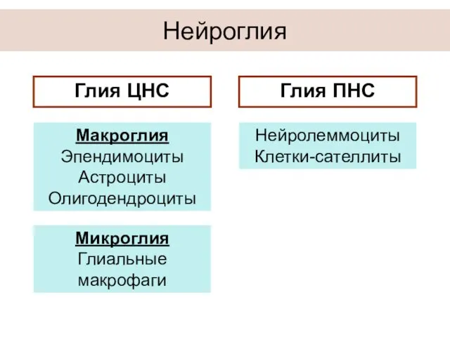 Нейроглия Глия ЦНС Глия ПНС Макроглия Эпендимоциты Астроциты Олигодендроциты Нейролеммоциты Клетки-сателлиты Микроглия Глиальные макрофаги