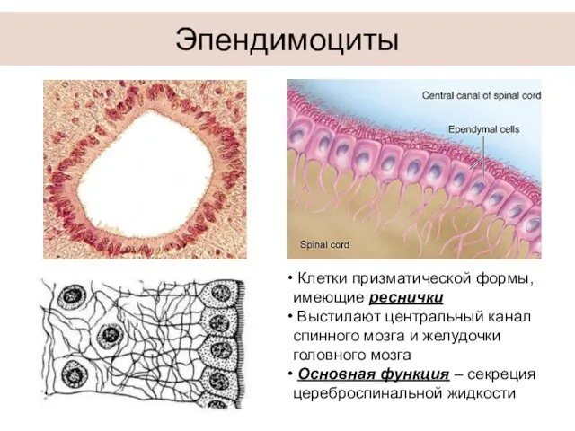 Эпендимоциты Клетки призматической формы, имеющие реснички Выстилают центральный канал спинного мозга