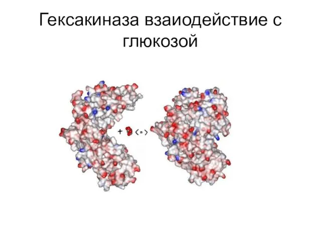 Гексакиназа взаиодействие с глюкозой