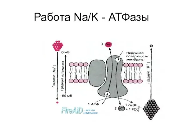 Работа Na/K - АТФазы