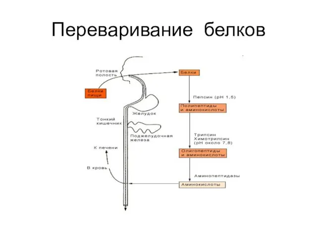 Переваривание белков