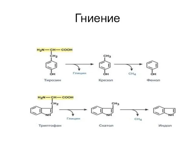 Гниение