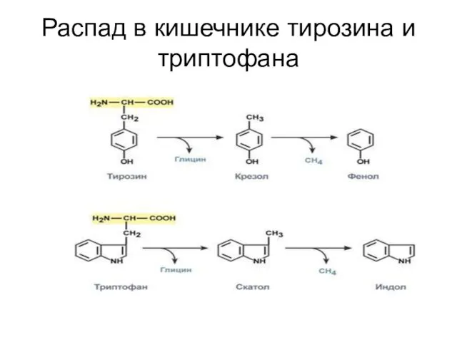 Распад в кишечнике тирозина и триптофана