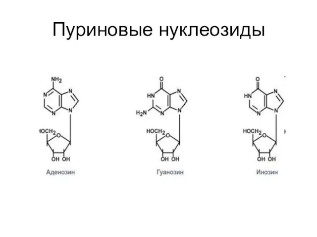 Пуриновые нуклеозиды