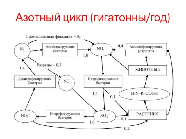 Азотный цикл (гигатонны/год)