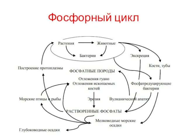 Фосфорный цикл