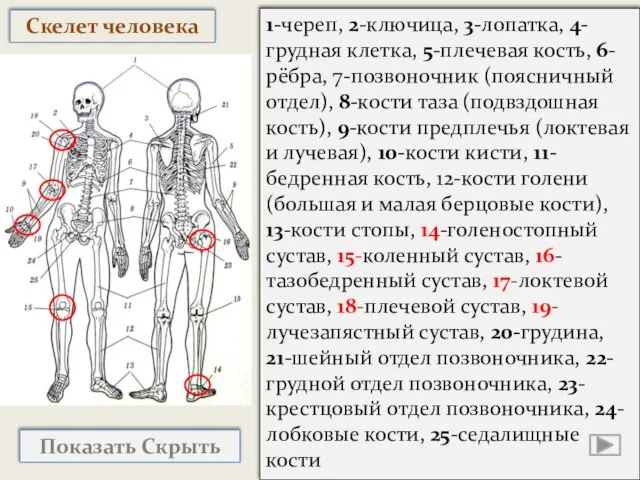 Показать Скрыть 1-череп, 2-ключица, 3-лопатка, 4-грудная клетка, 5-плечевая кость, 6-рёбра, 7-позвоночник