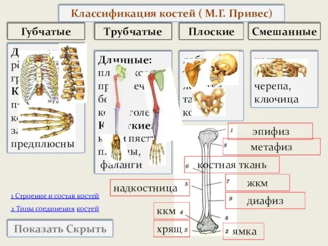 1 Строение и состав костей Трубчатые Плоские Губчатые Классификация костей (