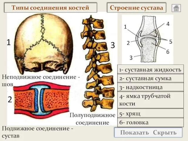 Неподвижное соединение - шов Подвижное соединение - сустав Полуподвижное соединение Строение