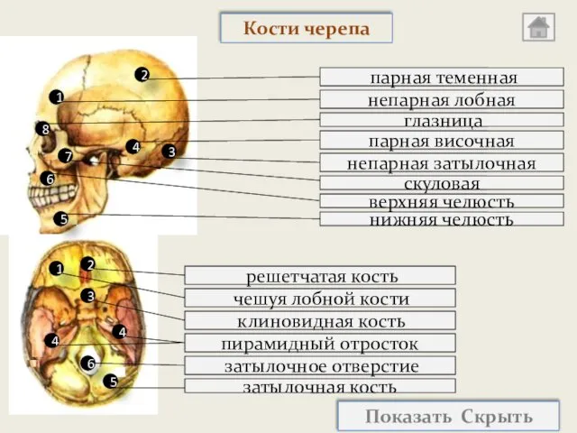 затылочная кость затылочное отверстие пирамидный отросток клиновидная кость чешуя лобной кости