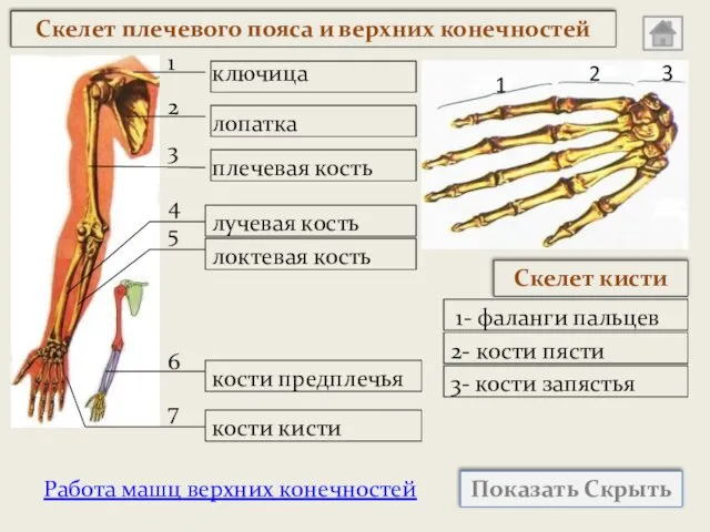 Работа машц верхних конечностей Показать Скрыть 1 2 3 ключица плечевая