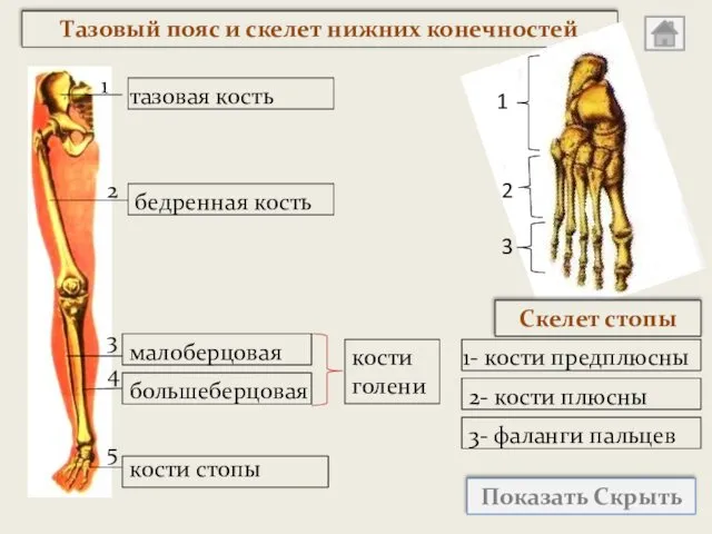 Тазовый пояс и скелет нижних конечностей Показать Скрыть 1 2 3