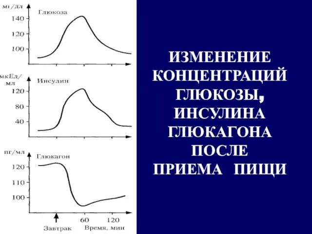 ИЗМЕНЕНИЕ КОНЦЕНТРАЦИЙ ГЛЮКОЗЫ, ИНСУЛИНА ГЛЮКАГОНА ПОСЛЕ ПРИЕМА ПИЩИ