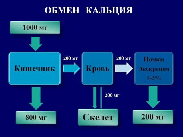 ОБМЕН КАЛЬЦИЯ 200 мг 200 мг 200 мг