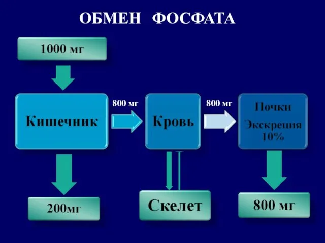 ОБМЕН ФОСФАТА 800 мг 800 мг