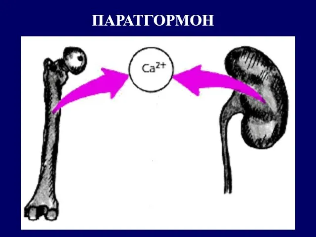 ПАРАТГОРМОН