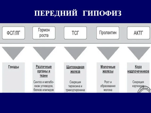 ПЕРЕДНИЙ ГИПОФИЗ